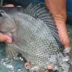 Tips Mudah Budidaya Ikan Nila Terbaru