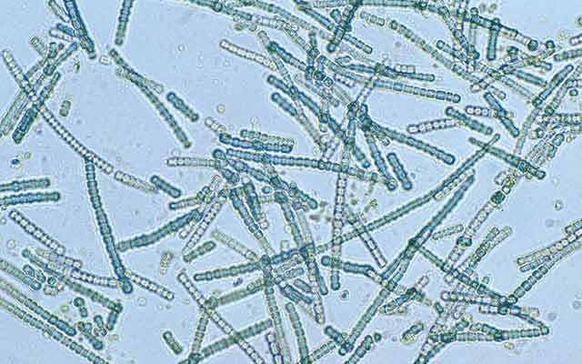 Periode Cyanobacteria