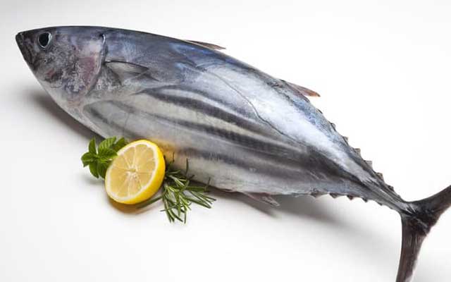 Ikan Tuna