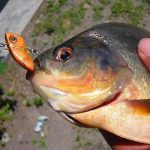 Umpan Ikan Bawal Racikan Paling Jitu