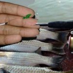 Umpan Ikan Belanak Paling Jitu Cara Membuatnya