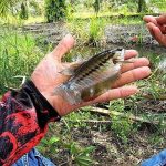 Umpan Ikan Sepat Siam Trik Jitu Memancingnya