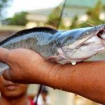 Racikan Umpan Ikan Lele Terbukti Paling Ampuh