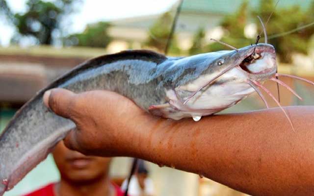 Racikan Umpan Ikan Lele Terbukti Paling Ampuh