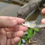 Resep Umpan Ikan Baung Paling Jitu Terbaru