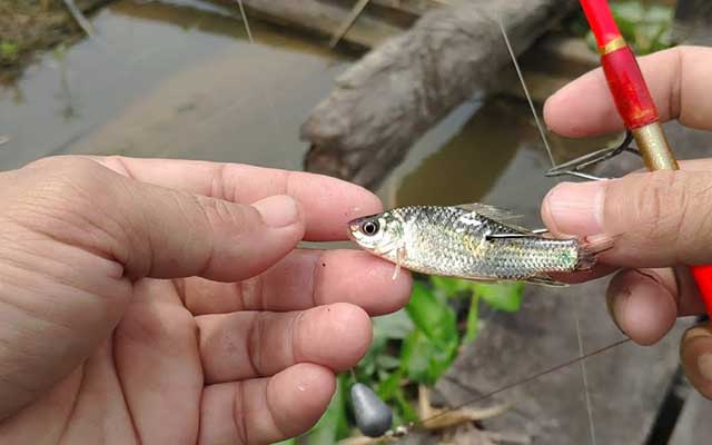 Resep Umpan Ikan Baung Paling Jitu Terbaru