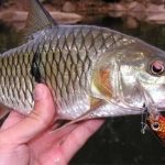 Umpan Ikan Hampala Spot Mancing Terbaiknya