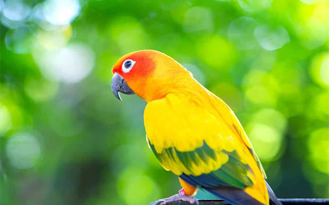 34 Jenis Burung Lovebird Paling Bagus Dan Dijamin Menang Lomba