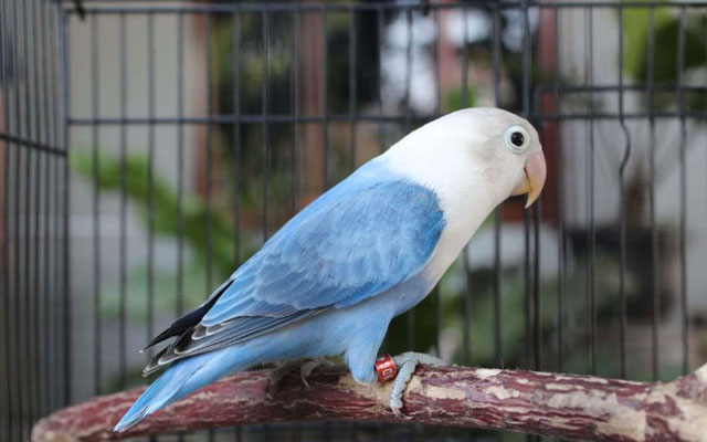 Lovebird Biola Blue