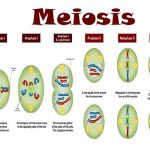 Ciri Pembelahan Meiosis Tujuan Fase Pembelahan Meiosis