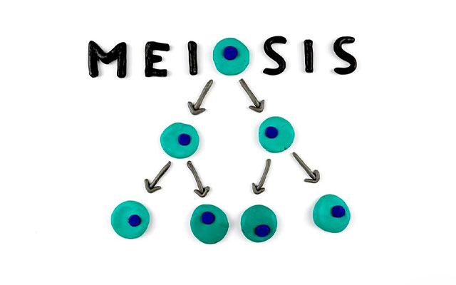 Ciri ciri Pembelahan Meiosis