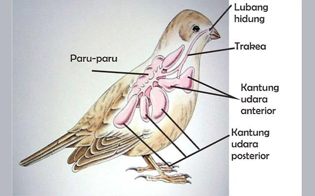 Burung merpati mempunyai organ gerak berupa