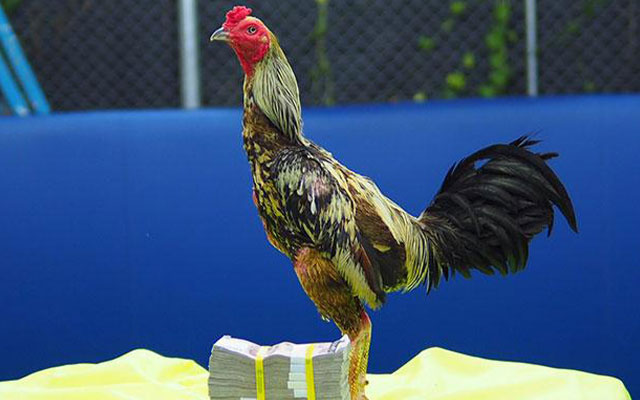 1. Menjadikan Tubuh Ayam Bangkok Ringan