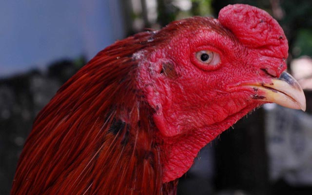 1. Menyehatkan Mata Ayam Aduan