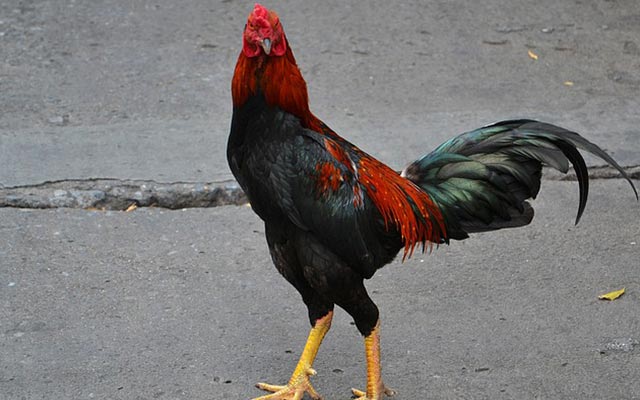 3. Menambah Berat Badan Ayam Bangkok
