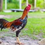 Manfaat Beras Putih Untuk Ayam Bangkok