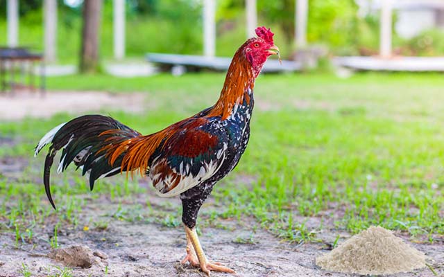 Manfaat Beras Putih Untuk Ayam Bangkok