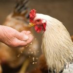 Manfaat Jagung Giling Untuk Ayam Aduan