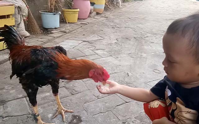 Pola Pemberian Beras Putih Untuk Ayam Bangkok Aduan