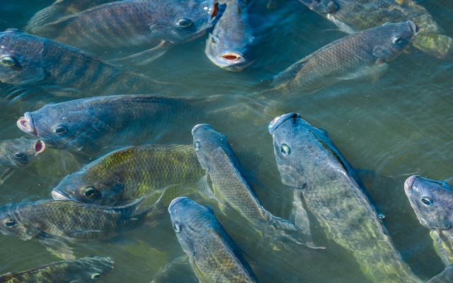 Penyebab Ikan Nila Tidak Mau Makan Umpan
