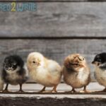 Cara Merawat Anak Ayam