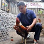 Cara Merawat Ayam Aduan Sebelum Turun Arena