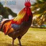 Cara Merawat Ayam Pelung Biar Suaranya Merdu