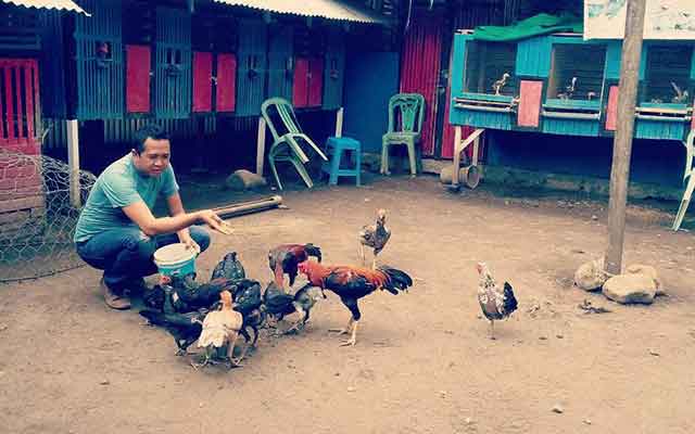 Cara Ternak Ayam Bangkok di Lahan Sempit