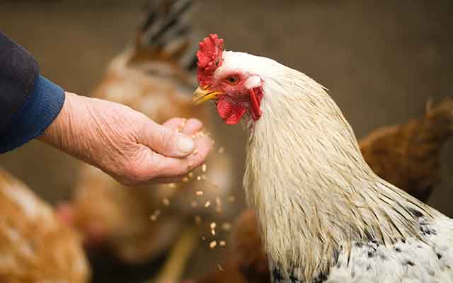 Pakan Ayam Aduan Berkualitas