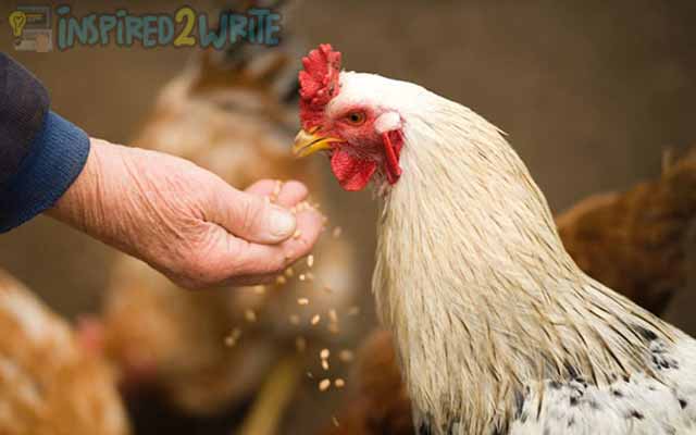 Pemberian Gizi Ayam Tipe Pukul